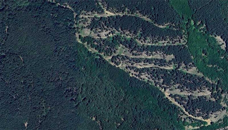 Българските гори отново са в опасност