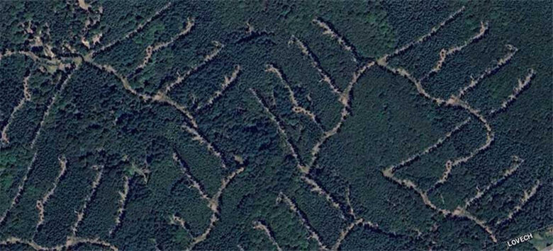 Българските гори отново са в опасност