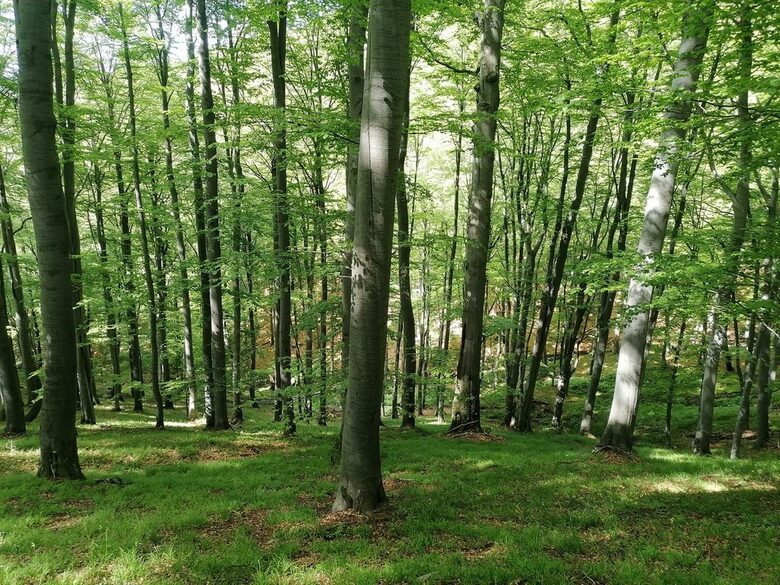 Златишката букова гора Златишката букова гора