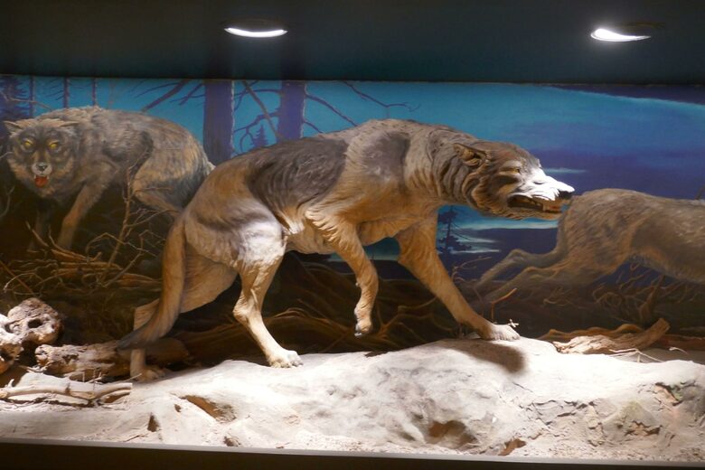 Макет на сивия вълк в музея La Brea Tar Pits в Лос Анджелис.