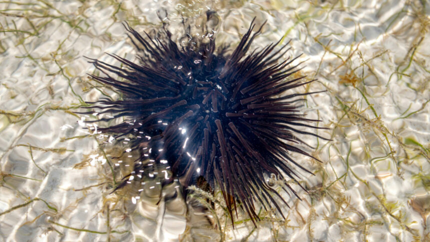 Children's News: Watch out, sea urchins!