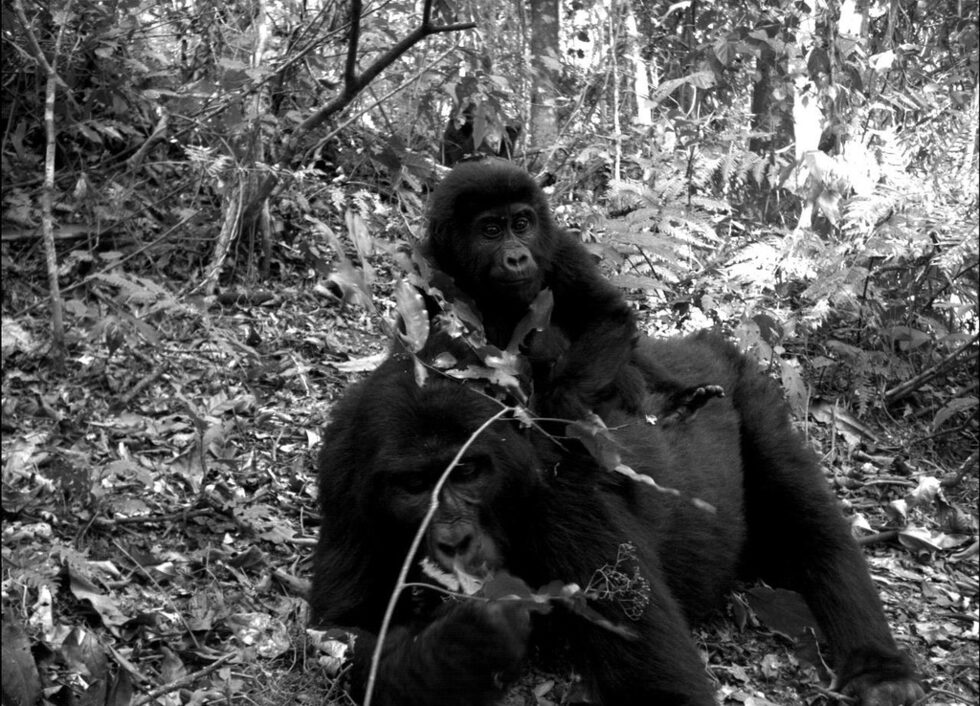 Планински горили в горите на Уганда. Снимките са част от <a href="http://www.conservation.org/newsroom/pressreleases/Pages/Camera-Trap-Study-First-Global-View-Mammals.aspx" target="_blank">Global Camera Trap Mammal</a>  - първият световен проект за фотоулавяне на бозайници в седем защитени  зони на  Северна и Южна Америка, Африка и Азия. Проучването документира  105 животински вида в близо 52 000 снимки.