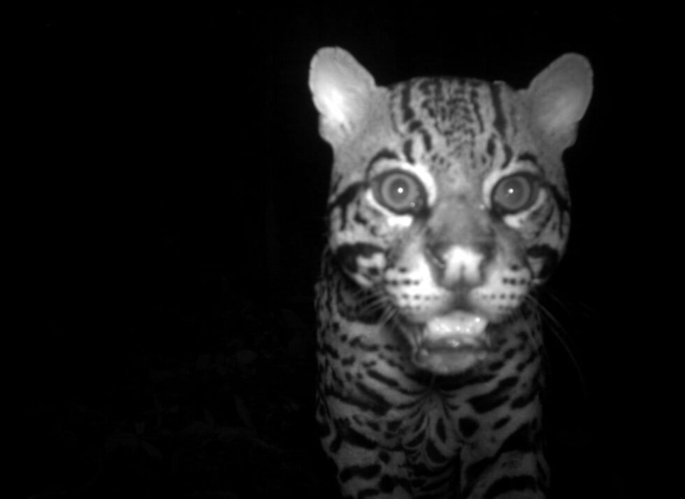 Оцелот. Коста Рика.<br /><br /><em>Снимките са част от <a href="http://www.conservation.org/newsroom/pressreleases/Pages/Camera-Trap-Study-First-Global-View-Mammals.aspx" target="_blank">Global Camera Trap Mammal</a> - световен проект за фотоулавяне на бозайници в защитени зони</em>
