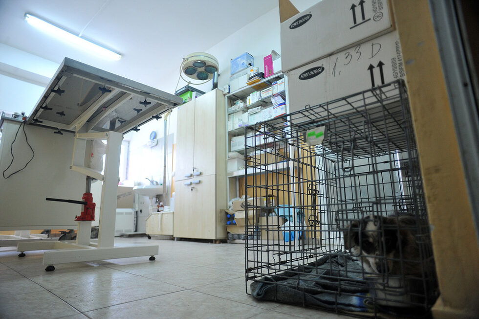 В тази операционна зала те биват кастрирани и ваксинирани, а много често и спасявани след катастрофи