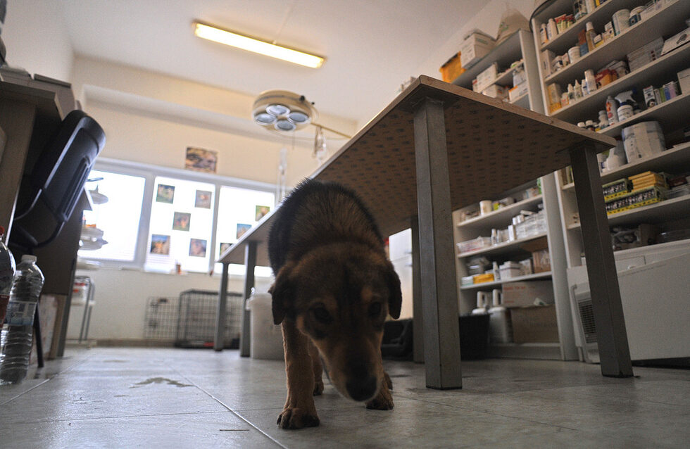 Някои от най-слабите му и все още неукрепнали обитатели остават на топло при служителите на приюта, докато се възстановят напълно