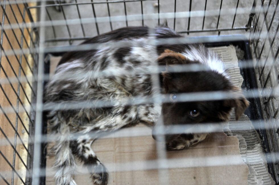 Често кучетата пристигат много уплашени след преживян стрес (от побой, глад, инциденти)