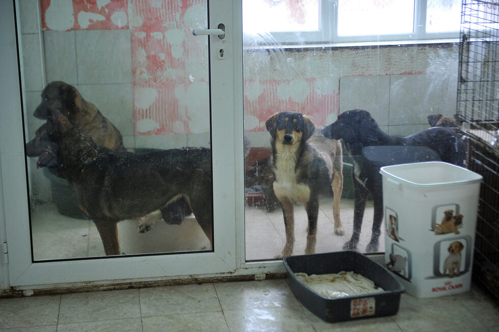 Новодошлите прекарват известно време под карантина зад това стъкло, докато бъдат излекувани от възможните зарази и болести