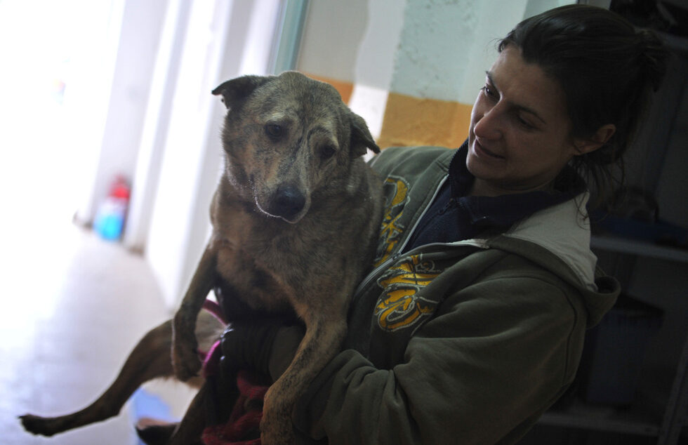 Това женско куче е вече преминало период на изолация и сега се радва на внимание и разходки от страна на хората в приюта.
