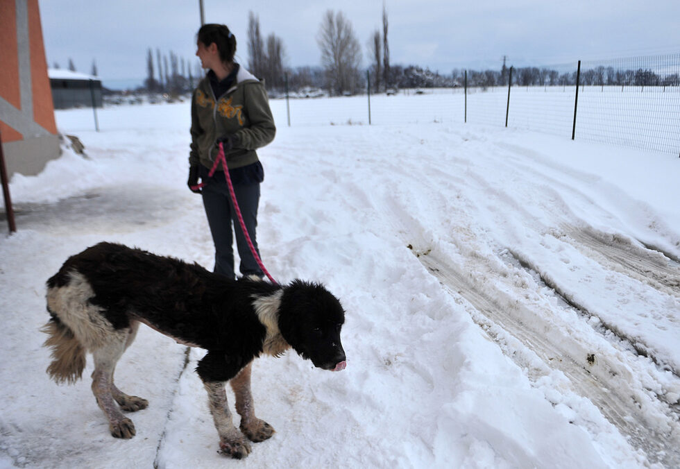 А това голямо куче се нарича Голиат. Той попада в Горни Богров по сигнал, че умира на мантинелата на Цариградско шосе в столицата. лапата му е премазана, а силите му са отслабнали заради дългите дни гладуване. Според хората от приюта, каракачанската овчарка е изоставена от собствениците си. Въпреки това обаче е много добър по характер, уверяват те.