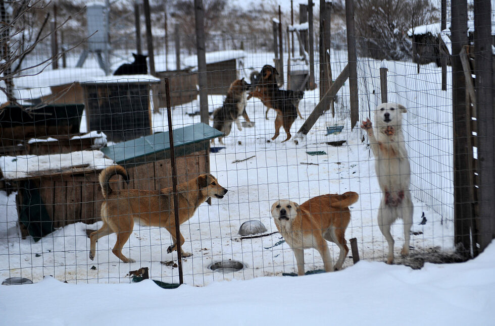 Здравите четириноги обитават широки кошарки в компанията на свои братя по съдба и чакат някой да дойде да ги разходи или осинови.