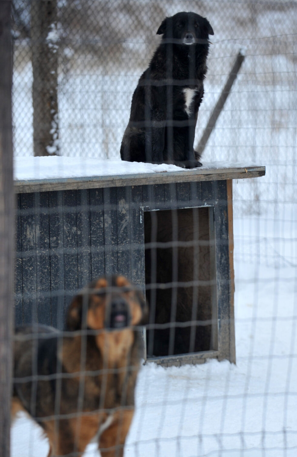 От създаването на приюта до днес са задомени над 1200 кучета - 1000 в чужбина и 200 у нас