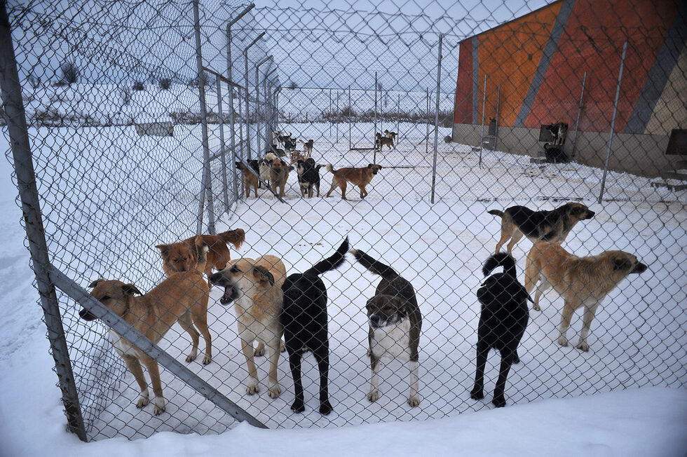 Всяко от кучетата се предава на новия си собственик кастрирано и с направени ваксини. Процедурата е безплатна за осиновителите