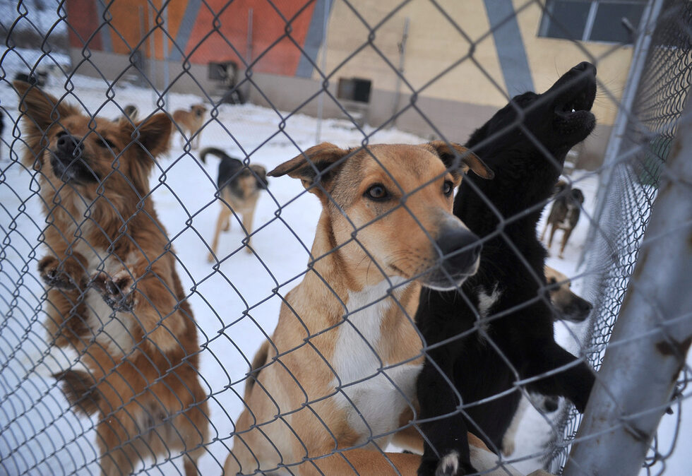 Фотогалерия: Приют за кучета в Горни Богров