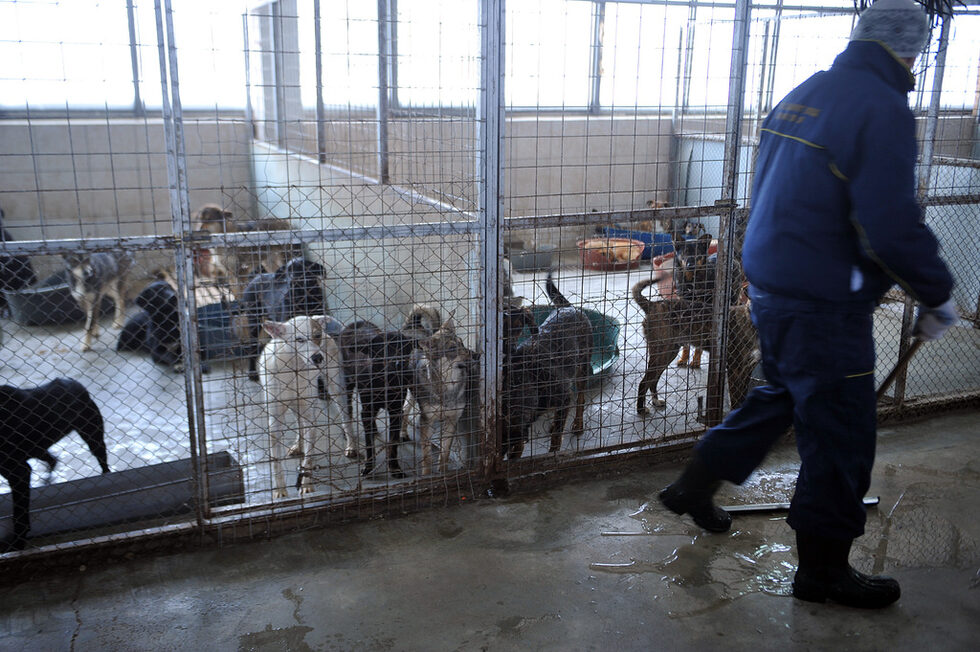 Фотогалерия: Приют за кучета в Горни Богров