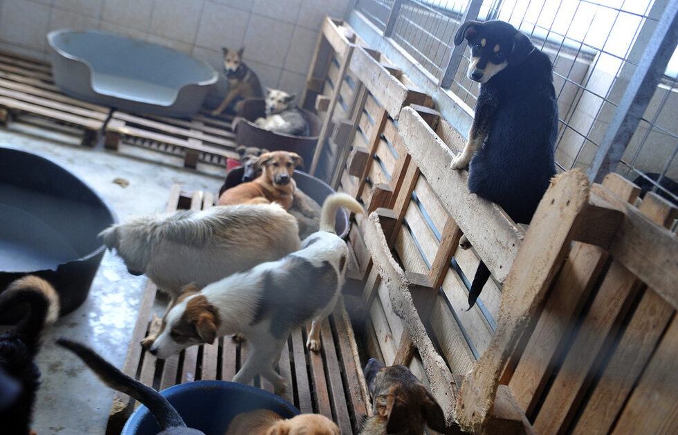 Фотогалерия: Приют за кучета в Горни Богров