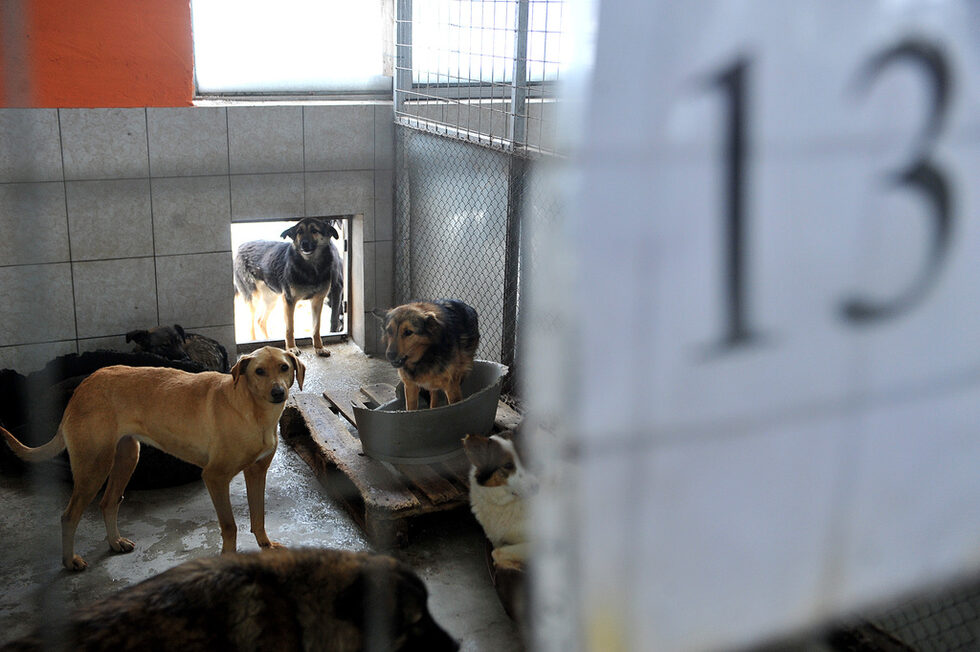 Фотогалерия: Приют за кучета в Горни Богров