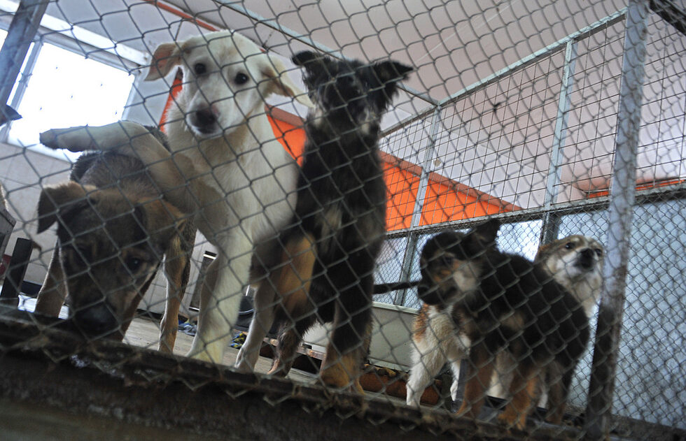 Виждайки нов човек, започват да лаят вкупом, просейки по този начин внимание.