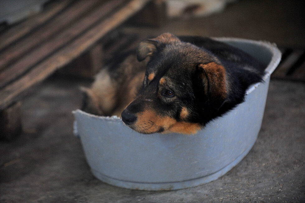 В приюта намират подслон и така наречените "кашончовци" - нежелани кученца, оставени от стопаните си в кашони или щайги до някой контейнер за боклук