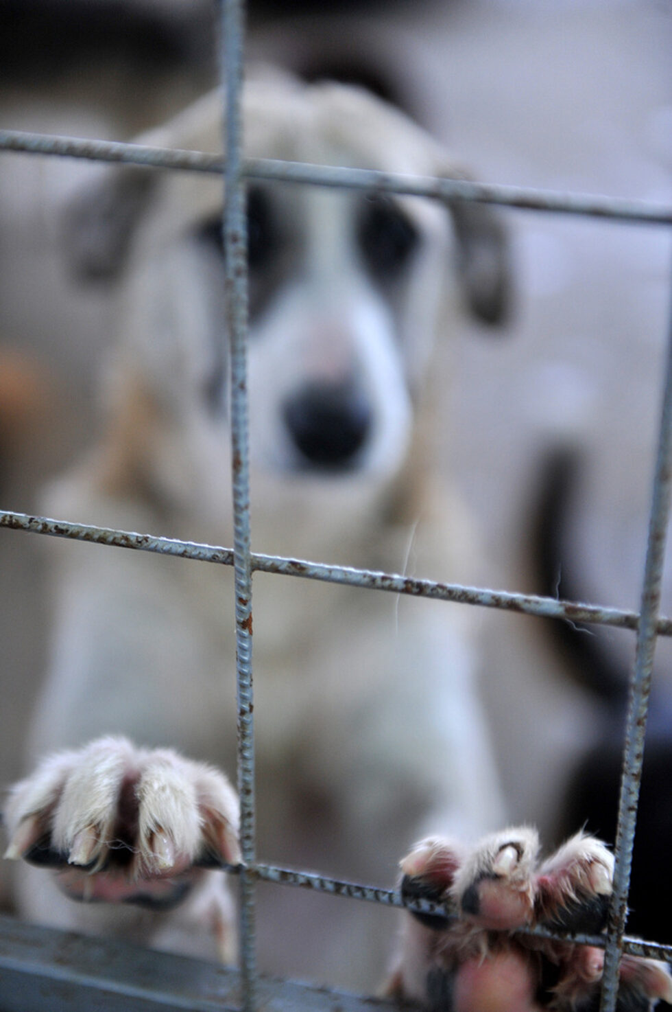 Фотогалерия: Приют за кучета в Горни Богров