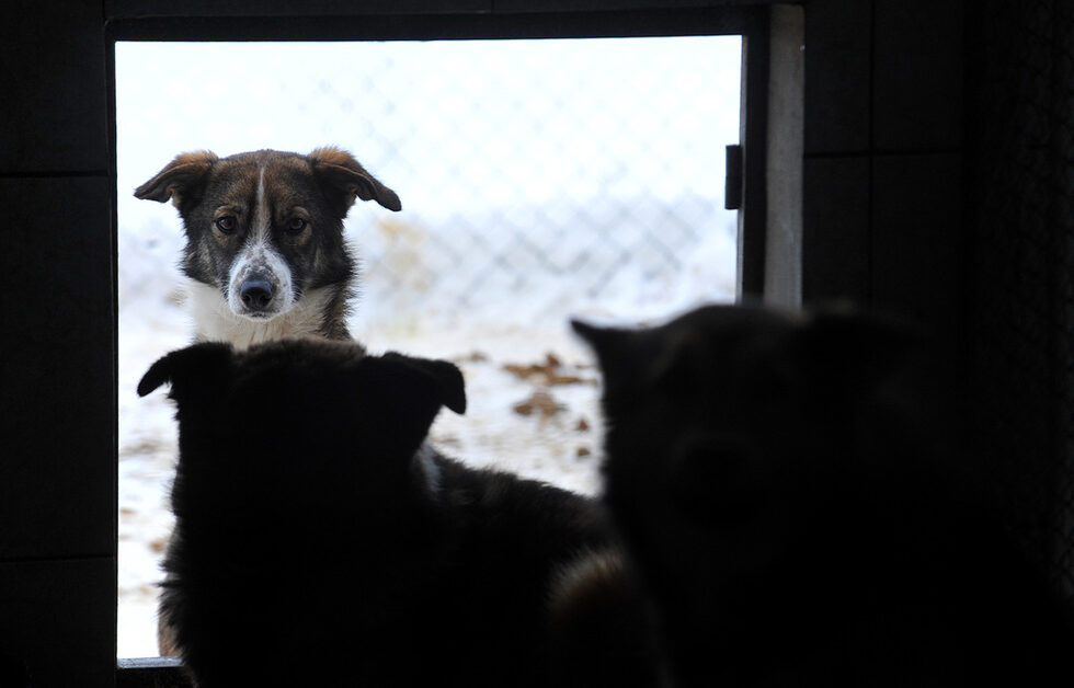 Приютът за кучета в Горни Богров дава покрив на над 500 четириноги скитници