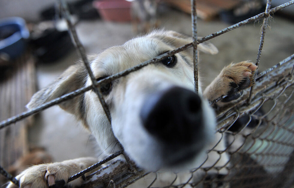 Повечето кучета са добронамерени и любопитни.