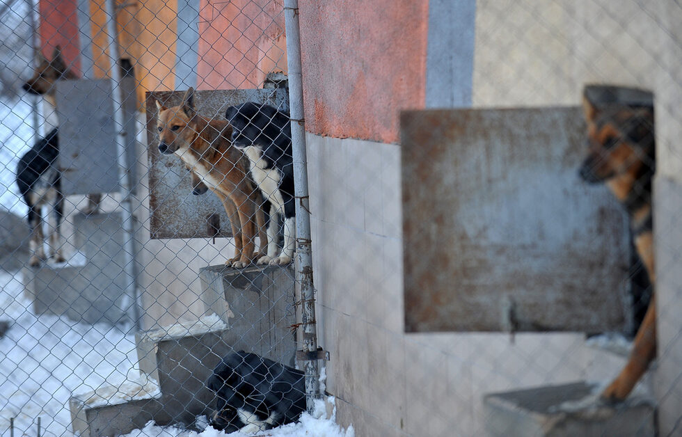 Мястото се издържа изцяло от дарения и е отворено за доброволци, които искат да помогат или просто да разходят някои от животните