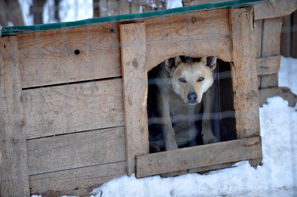 По-старите кучета са заслужили и "частно" жилище.