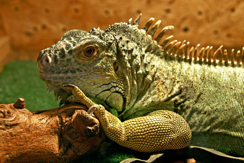 Игуаните (Iguana) са род от подразред Гущери. Срещат се в тропическите области на Централна и Южна Америка и Карибските острови.<br />
За пръв път са документирани от австрийския изследовател Йозеф Николай Лауренти през 1768 г. в неговата книга Specimen Medicum, Exhibens Synopsin Reptilium Emendatam cum Experimentis circa Venena. Думата игуана идва от испански.<br />