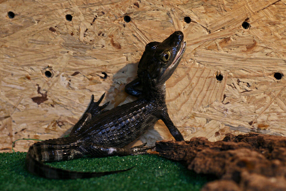 Крокодилите (Crocodylia) са разред едри влечуги, появили се преди около 84 милиона години по време на горната креда. Те са най-близко свързаната с птиците съществуваща и днес група животни. <br />
<br />