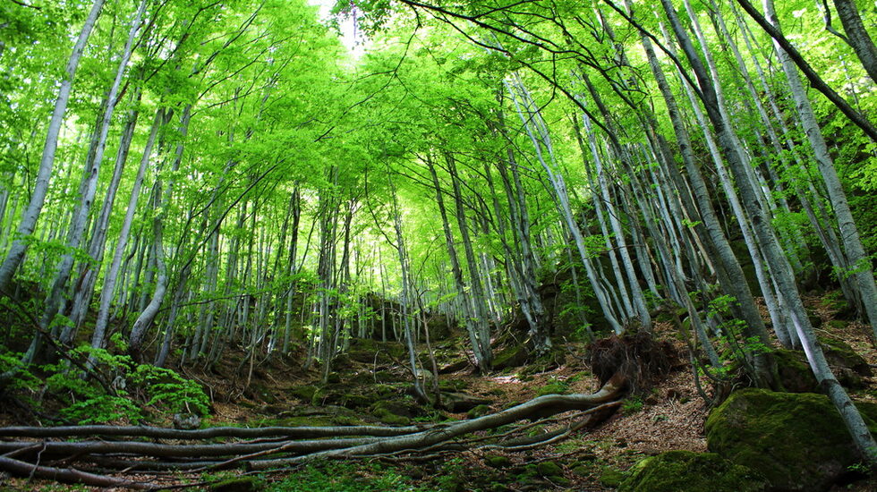 Снимка от галерията <a href="http://www.dnevnik.bg/fotokonkursi/2012/05/07/1821999_fotogaleriia_pod_vruh_kopren/?pic=7#picture">"Под връх Копрен"</a> с автор Phenix.