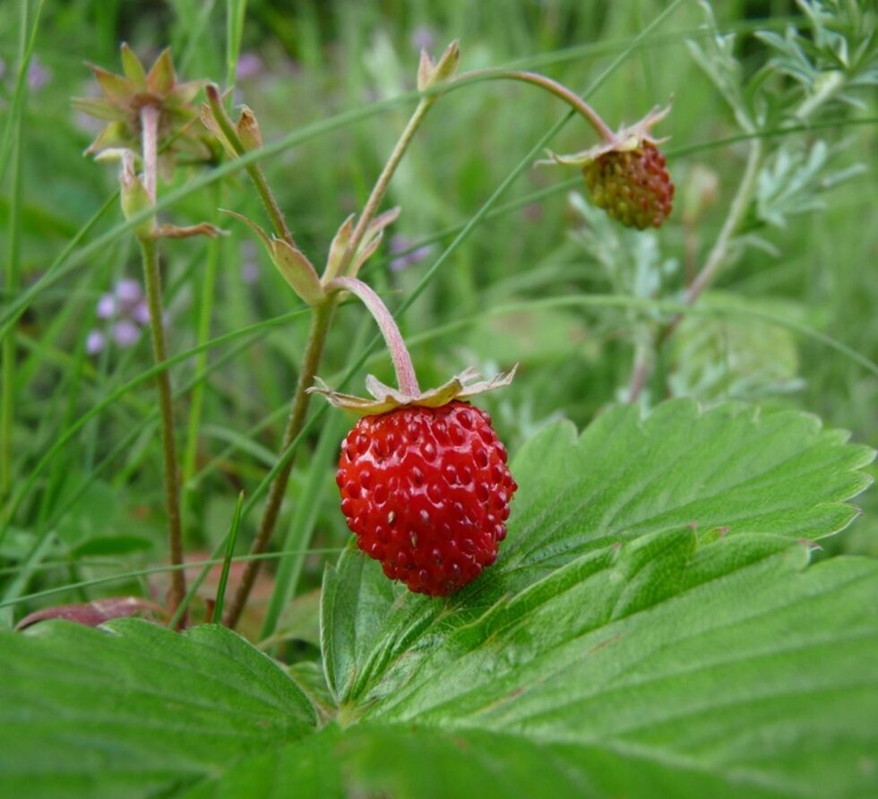 Снимка от галерията <a href="http://www.dnevnik.bg/fotokonkursi/2012/05/10/1824353_fotogaleriia_cvetut_na_jivota_e_zelen/?pic=1#picture">"Цветът на живота е зелен"</a> с автор Стефан Василев (vassilev12)