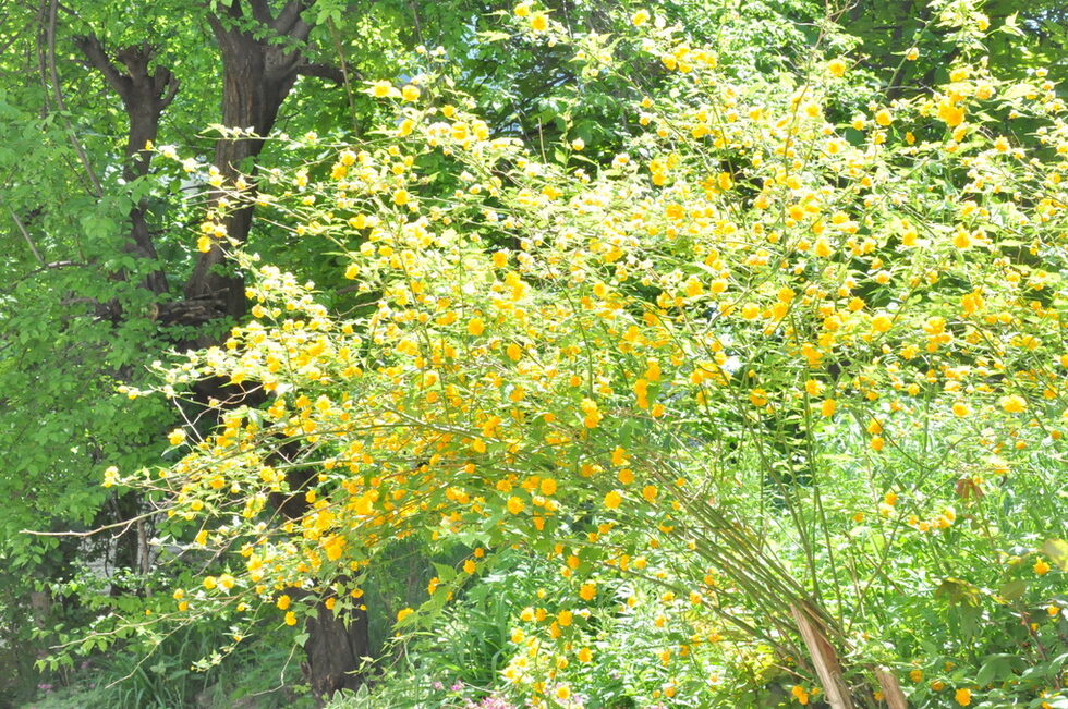 Снимка от галерията <a href="http://www.dnevnik.bg/fotokonkursi/2012/05/14/1827135_fotogaleriia_iz_dnevnicite_na_chetirimata_proletni/?pic=7#picture">"Из дневниците на четиримата пролетни лунатици"</a> с автор Диди&Росен