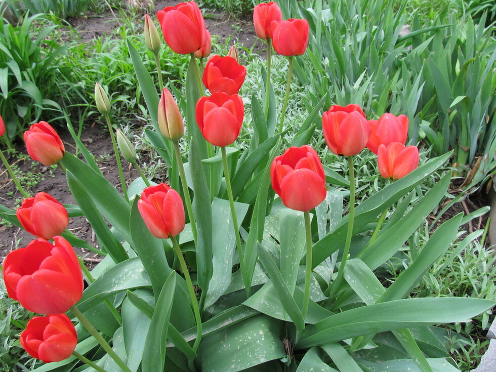 Галерията е част от фотоконкурса <a href="http://www.dnevnik.bg/fotokonkursi/2012/04/12/1807013_kod_zeleno_-_noviiat_fotokonkurs_na_dnevnik/" target="_blank">"Код Зелено"</a>. Автор на снимките е Dragoslava. Днес пускаме последните галерии, дошли преди крайния срок, който беше 18 май. Следващите десет дни можете да гласувате за най-добрите галерии. Първи цъфтят ранните български лалета - червени и жълти.