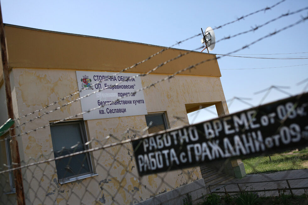 В тези клетки са агресивните. Тук са новодошлите. В момента носят животни за кастриране. Обяснява спокойно ветеринарният доктор Емил Петков, докато показва какво има зад стените на общинския приют за кучета в Сеславци.
