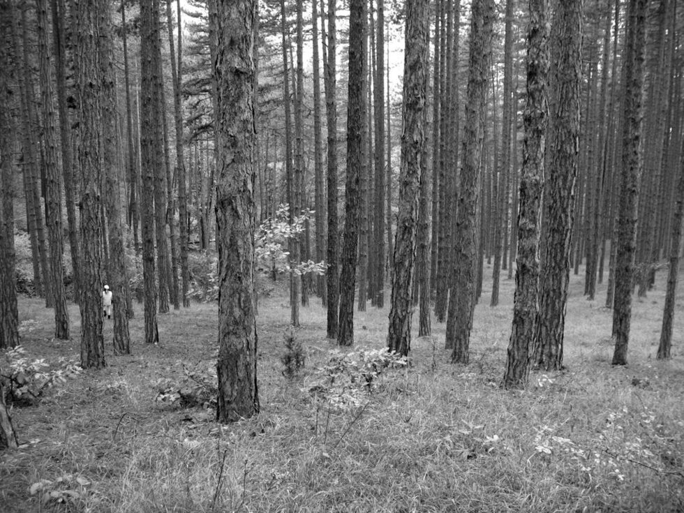 Alone in forest...