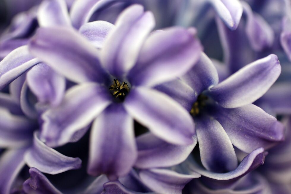 Името на това цвете пък е "Hyacinthus Orientalis"