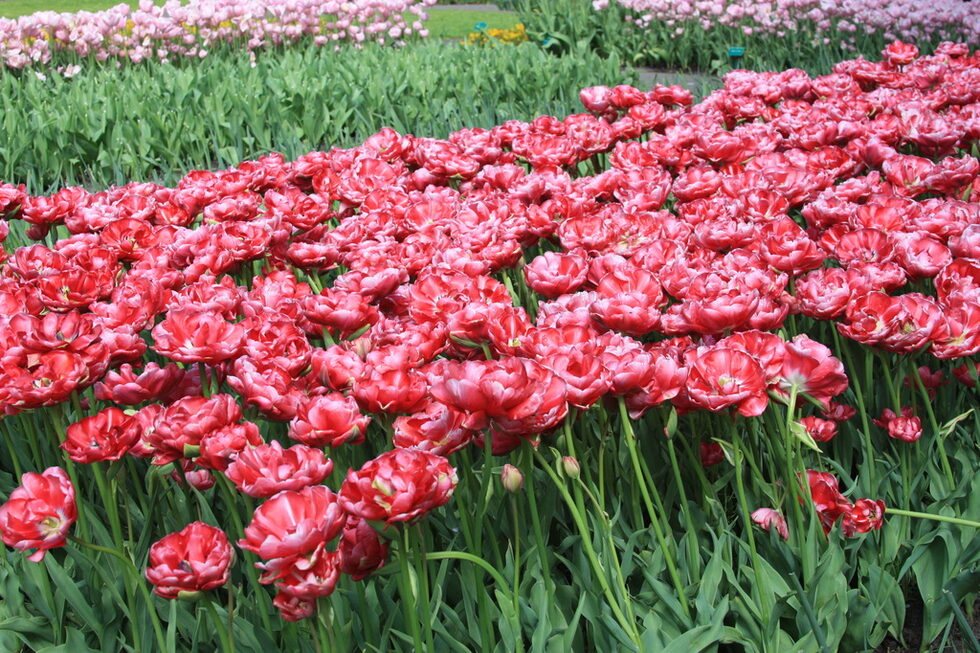 Tulipa Wedding Gift