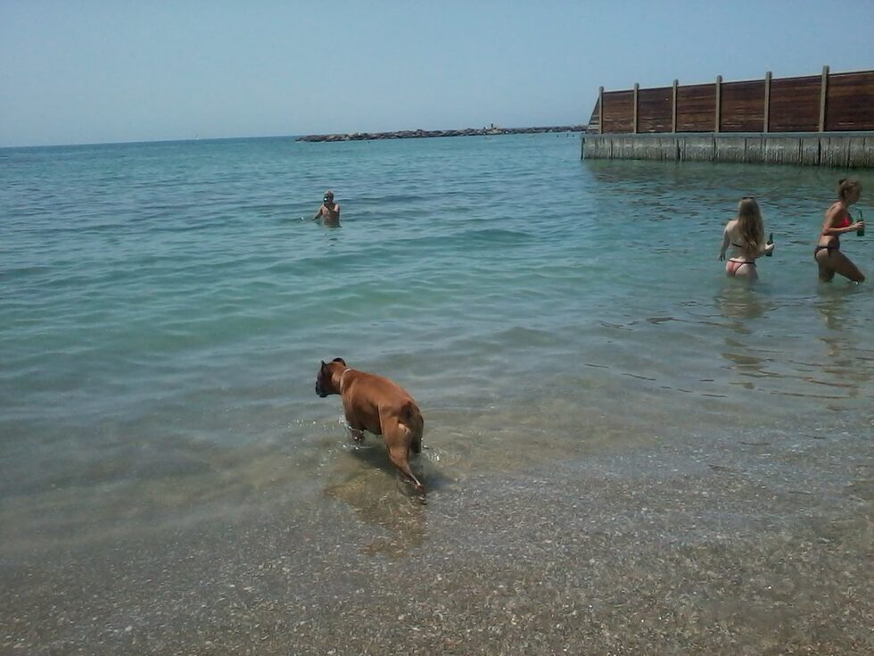 И кучката обича море.
