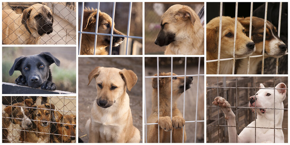 "Енимал рескю" (Animal Rescue) досега стопанисваше приют в Горни Богров, но в началото на 2014 г.  изтича договорът за наем на Столичната община със собственика на частния имот, който беше подписан през 2009 г. на неизгодно висока цена от близо 20 хил. лева на месец. Конкурсът беше проведен от Мирослав Найденов - тогавашен шеф на "Екоравновесие" и сетнешен министър на земеделието в кабинета "Борисов".
