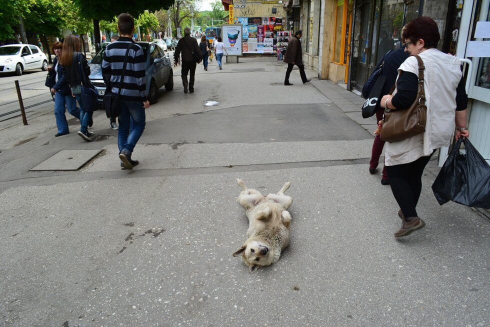 19. <a href="http://www.dnevnik.bg/live/novini_ot_vas/2014/05/14/2299436_kuche_provokira_minuvachite/" target="_blank">Куче провокира минувачите</a><br />
<br />
9767 прочитания<br />
<br />
Автор: <a href="http://id.capital.bg/vladimiryosifov" target="_blank">Владимир Йосифов</a>