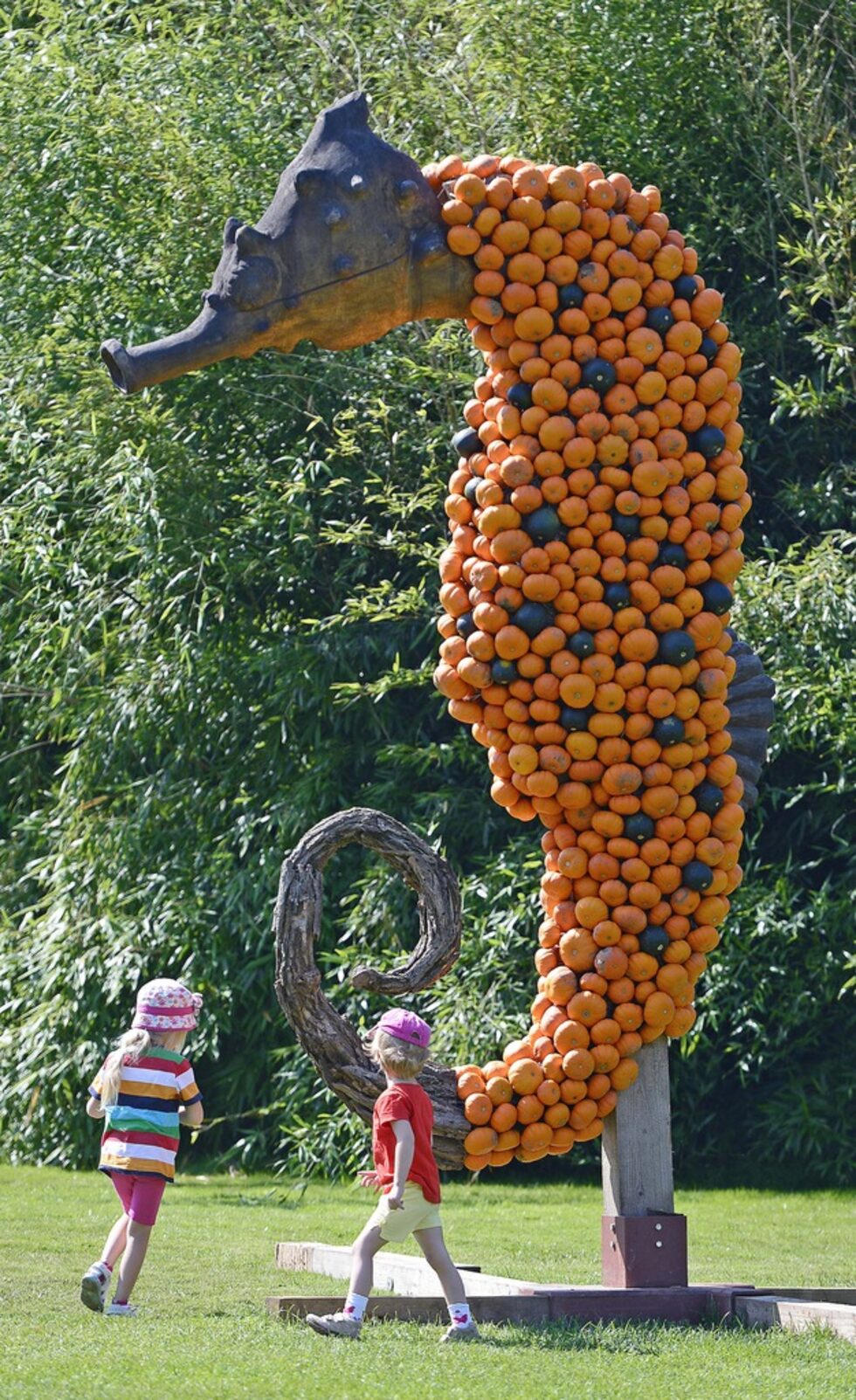 Гигантско морско конче. 