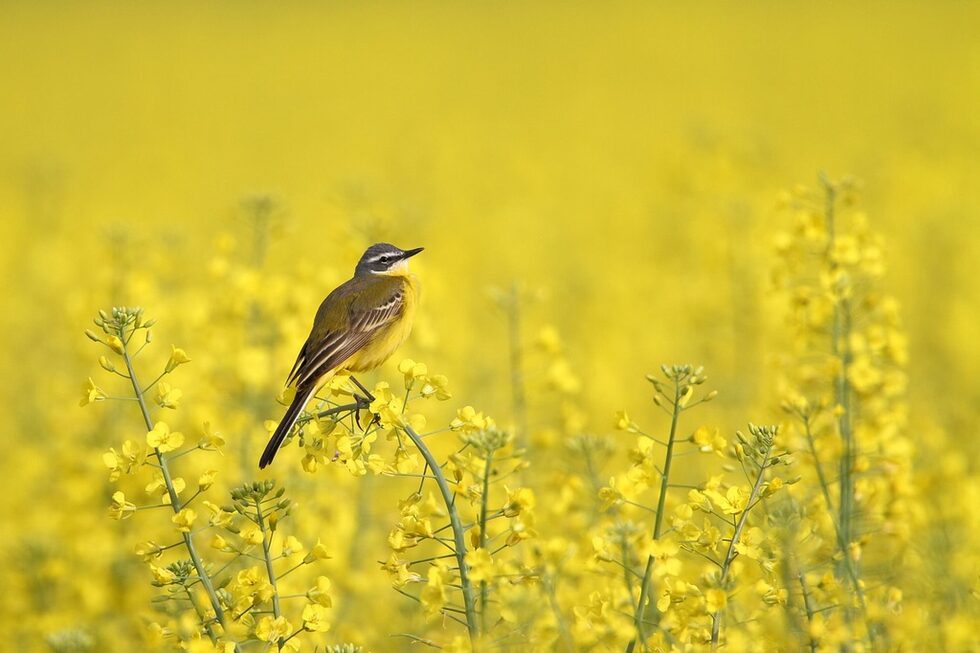 на снимката: "Yellow wagtail" на Джудит Банжки (Judit Bánszki), Environment & Me /EEA