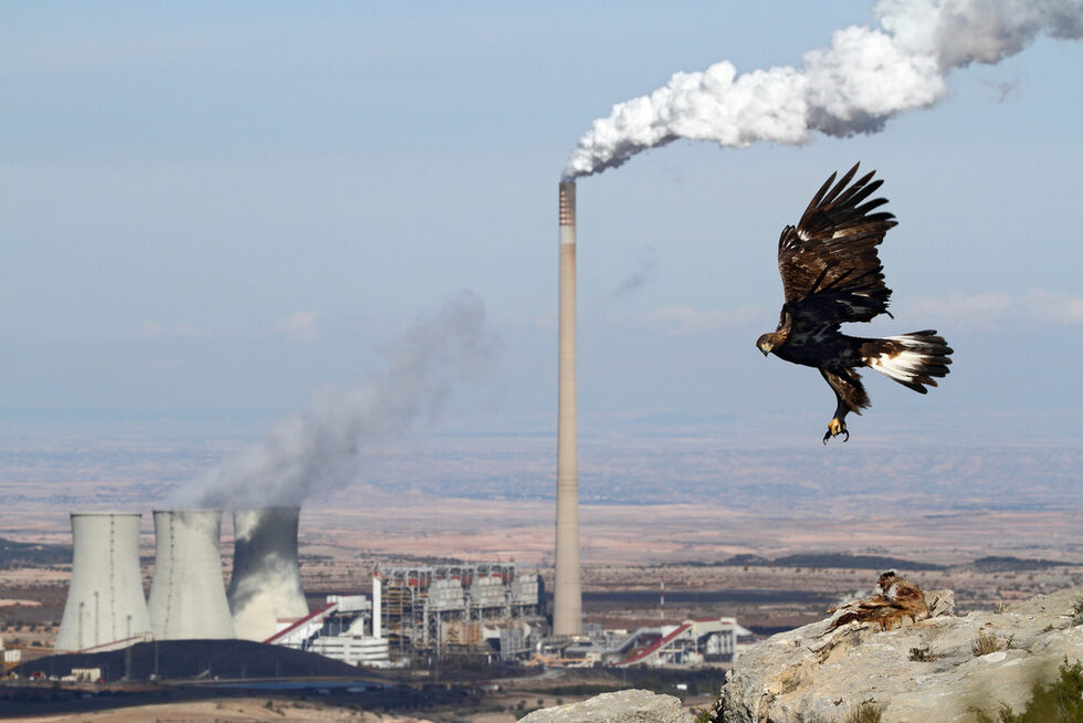 На снимката: "The new kingdom of the golden eagle" на Джонатан Диас Марба (Jonathan Díaz Marbá), Environment & Me /EEA