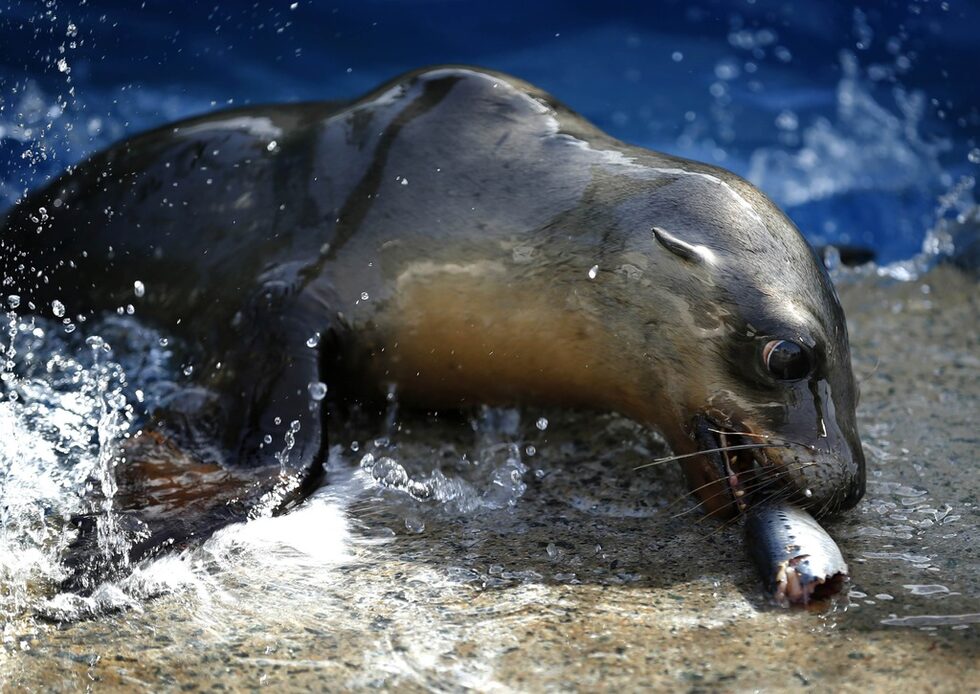 Морски лъв се радва на риба в Sea World San Diego в Сан Диего, Калифорния. Над 50 недохранени морски лъвчета са спасени от началото на годината в Сан Диего.