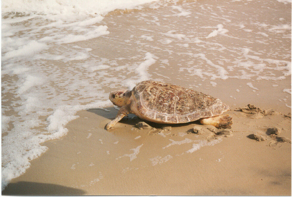 Фотогалерия: Дългият път на Caretta caretta до дома