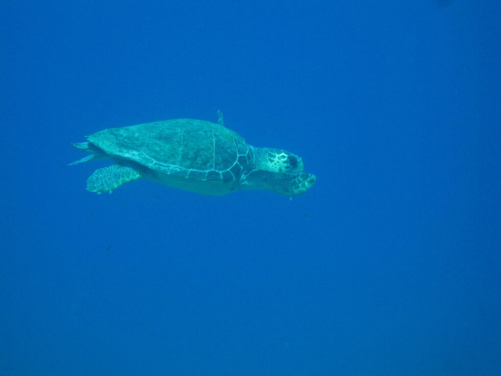 Започна миграцията на най-големите костенурки с твърда коруба - Caretta caretta.<br />
<br />
Обичайно достига дължина от 90 см, макар че са намирани видове, достигнали до 2.80 м. Теглото на възрастните екземпляри е около 130 кг, като има и изключения по 450 кг. Цветът им варира от жълто до кафяво. Корубата им е обикновено в гамата червено-кафяво.