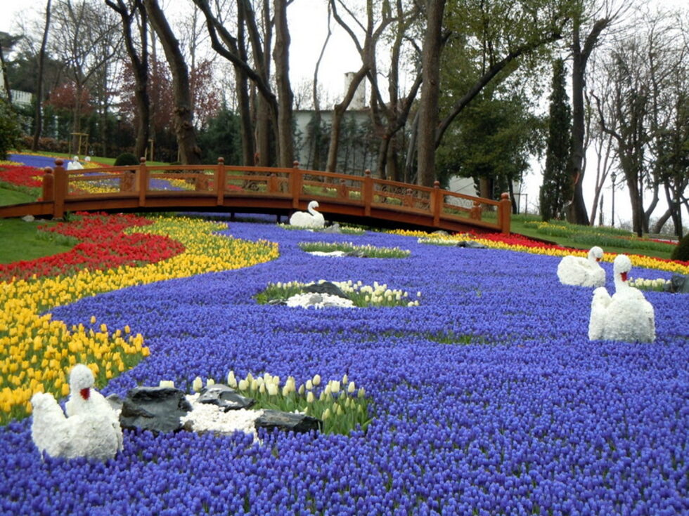От 2006 г. всяка година през април <a href="http://www.dnevnik.bg/na_put/2015/04/29/2521363_fotogaleriia_triumfut_na_laletata_v_istanbul/?pic=1#picture" target="_blank">Истанбул се превръща в световна столица на лалетата.</a> През миналата година организаторите на фестивала се похвалиха с над 30 млн. екземпляра. Лалето е един от символите на града. Цветето е внесено от Иран преди векове, а отглеждането и развъждането на нови сортове се е превърнало за местните жители буквално в мания. Удобство за туристите е, че могат да съзерцават лалетата в многобройните паркове без заплащане.<br /><br />На снимката е парк "Емирган", в който красотата на лалетата подхранва въображението на градинарите.