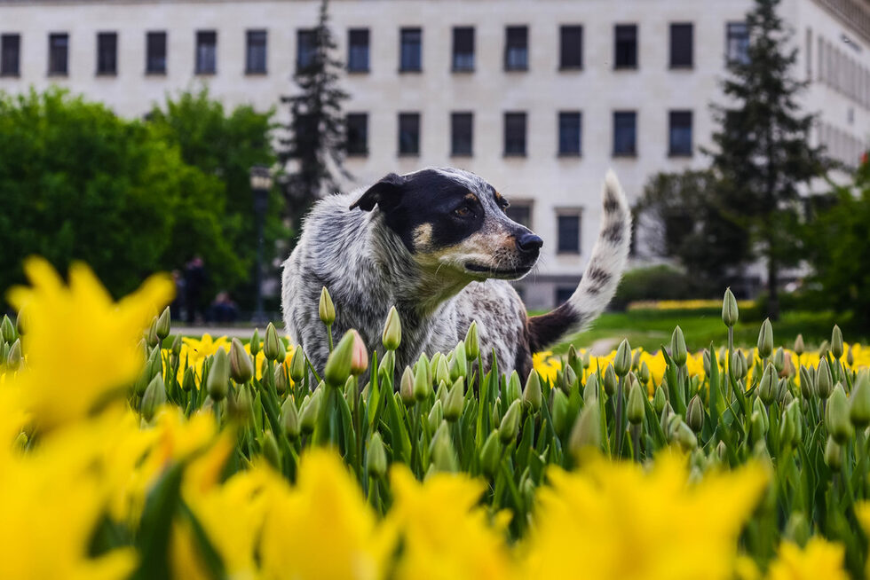Фотогалерия: Цветовете на София