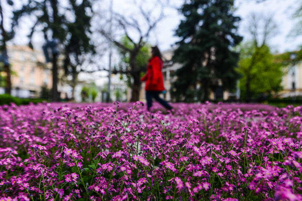 Фотогалерия: Цветовете на София