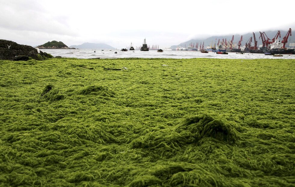 Водорасил покриват морския бряг в в провинция Дзянсу, Китай.